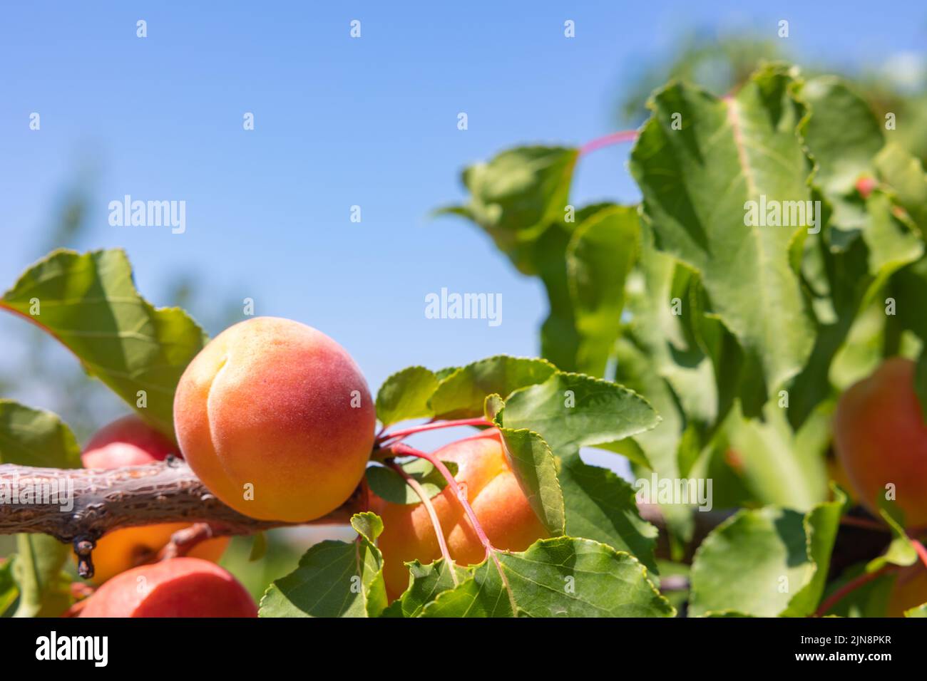 Organic fruit background photo. Apricots on the tree in focus with copy space for text. Stock Photo