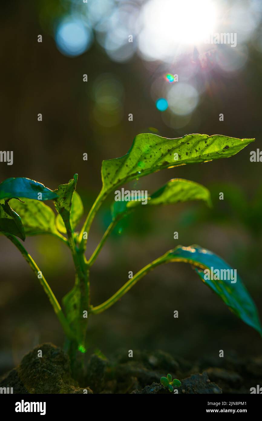 Plant growth background. A little plant with direct sunlight and lensflares. Organic vegetables production vertical background photo. Stock Photo