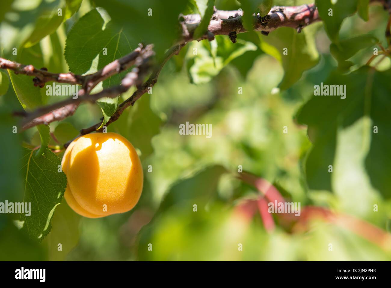Apricots. An apricot on the branch in focus. Organic raw fruits background photo. Stock Photo