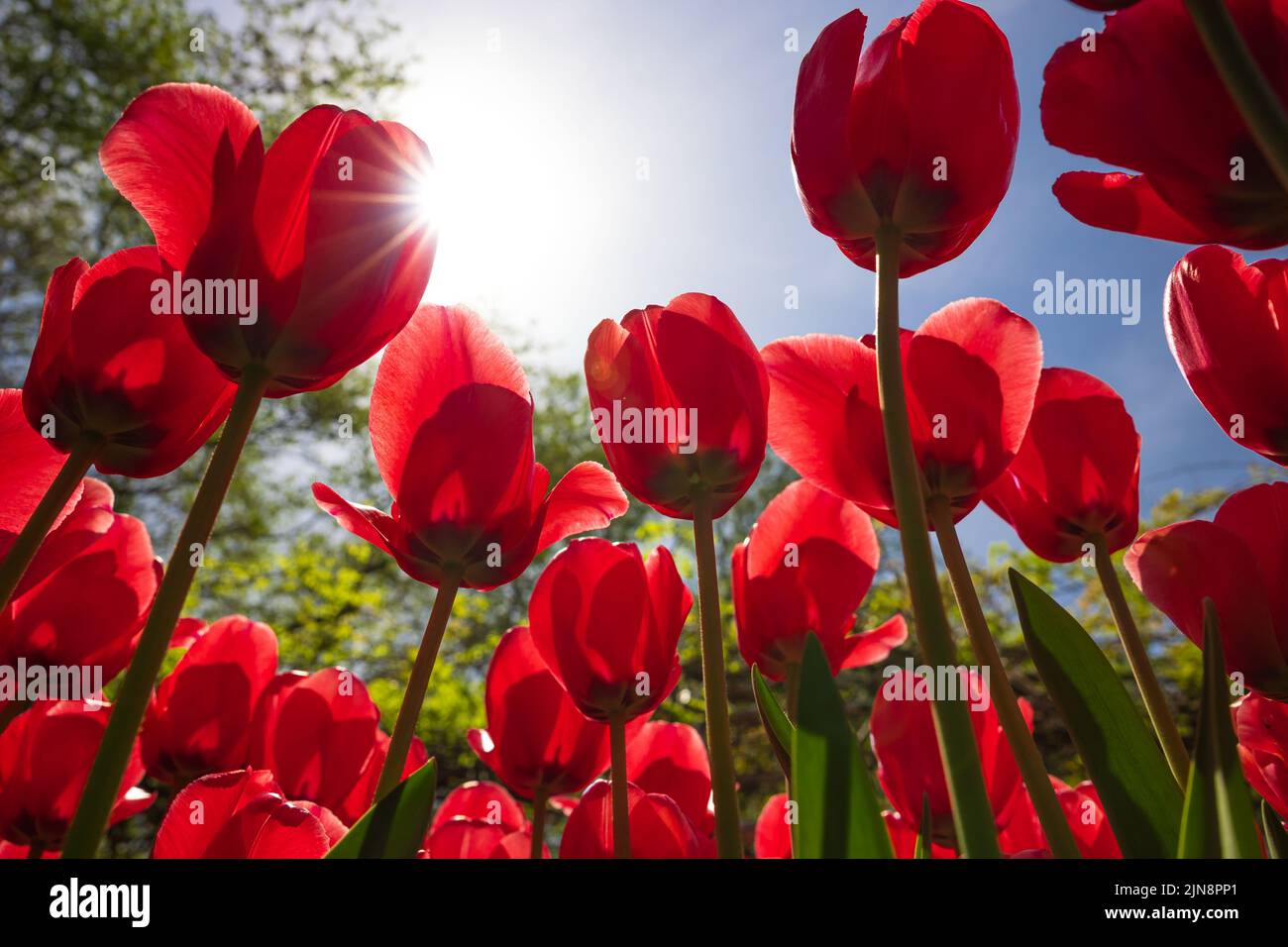 Red tulips with sunlight from below. Tulip canvas print or wallpaper photo. Spring blossom background photo. Selective focus. Stock Photo