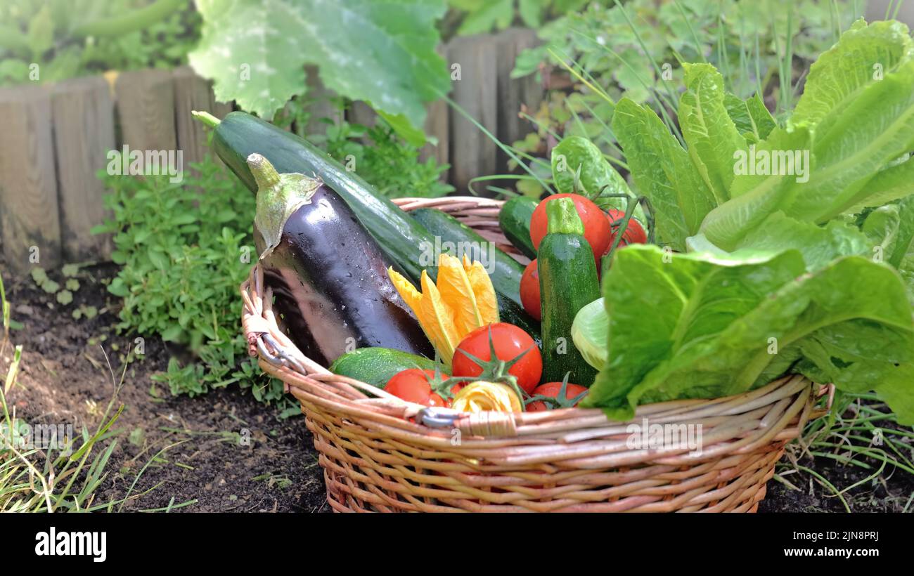 fresh and colorful vegetables in basket harvested  in a garden Stock Photo