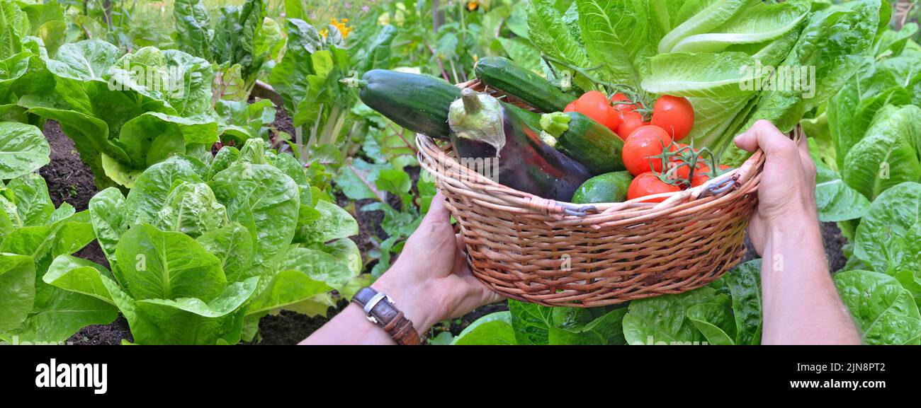 fresh vegetables in a wicker basket held by a gardener in a garden ...