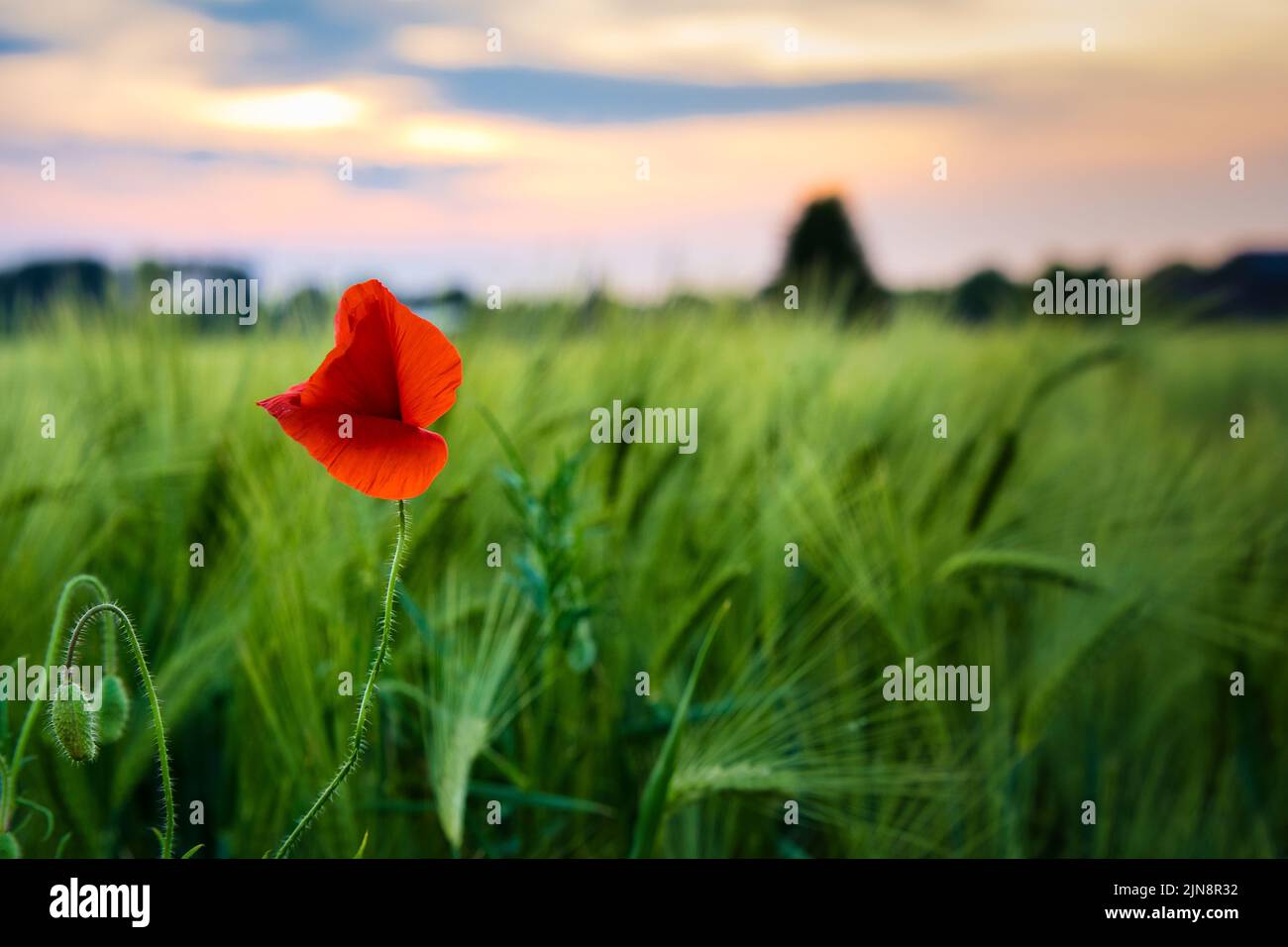 A beautiful view of a poppy blooming in the field at the sunset Stock Photo