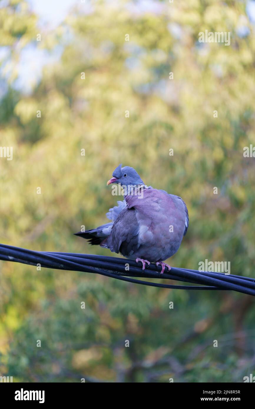 A pigeon standing on wire Stock Photo