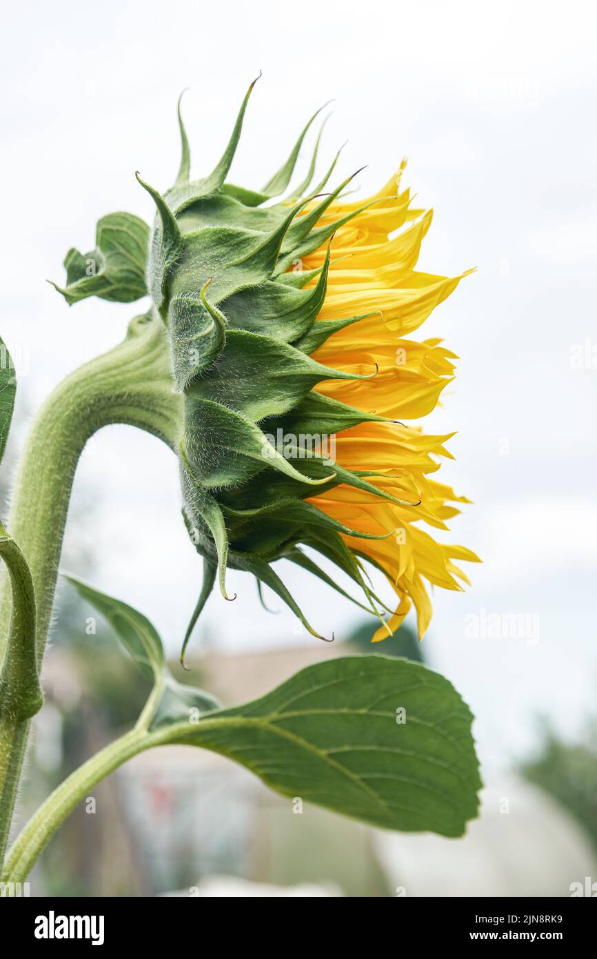 Beautiful sunflower with yellow petals and large green leaves against white cloudy sky. Blooming flower grows in field on summertime closeup Stock Photo