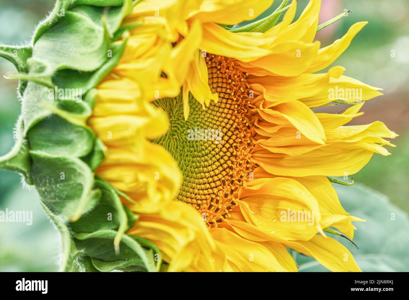 Sunflower with bright yellow petals disk floret and green leaves on blurred background. Beautiful plant grows in agricultural field extreme closeup Stock Photo