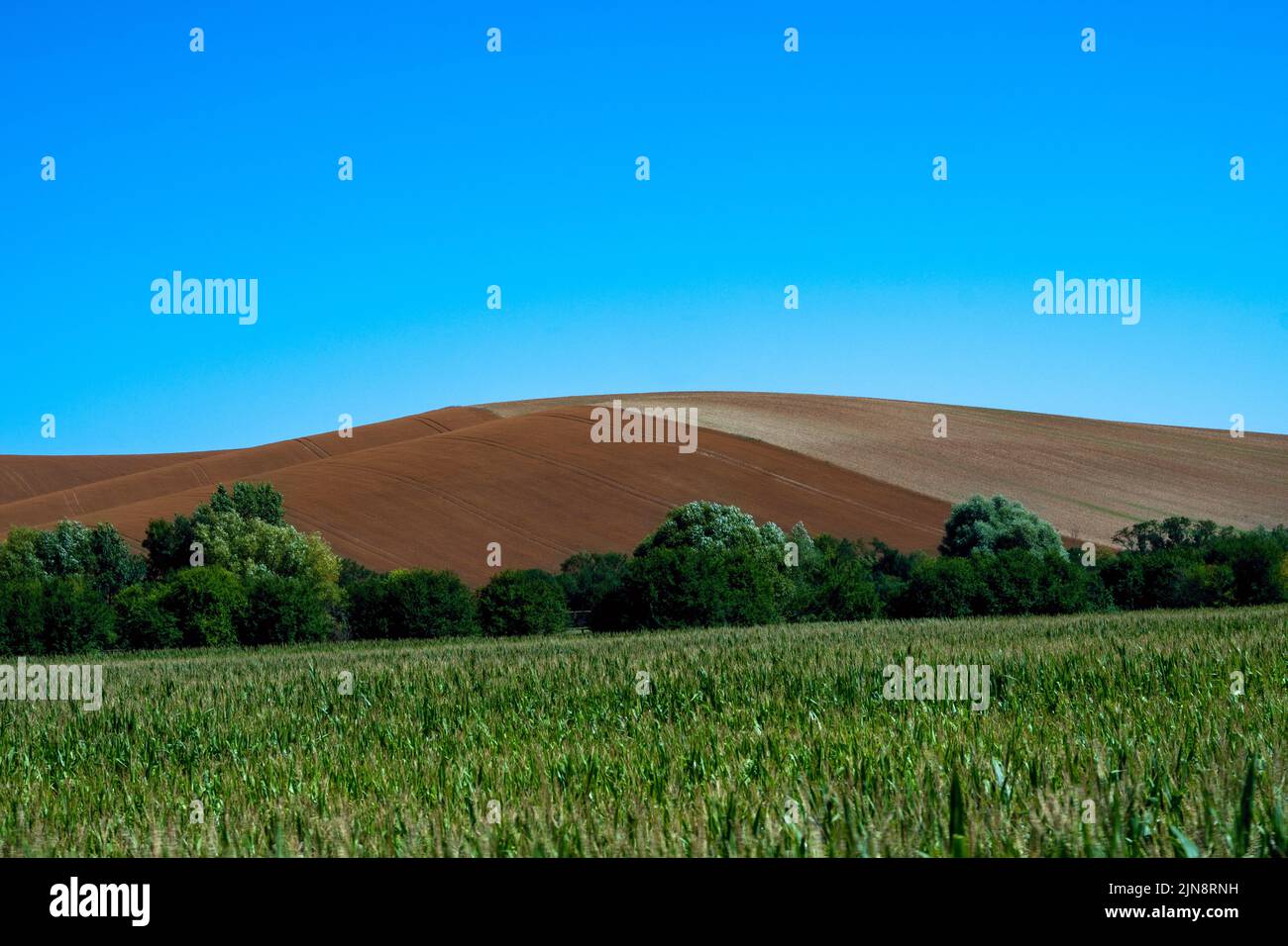 Round hill with field, tree and field with maize, fertile country, blue sky.  Czech republic, near village Nesovice. Stock Photo