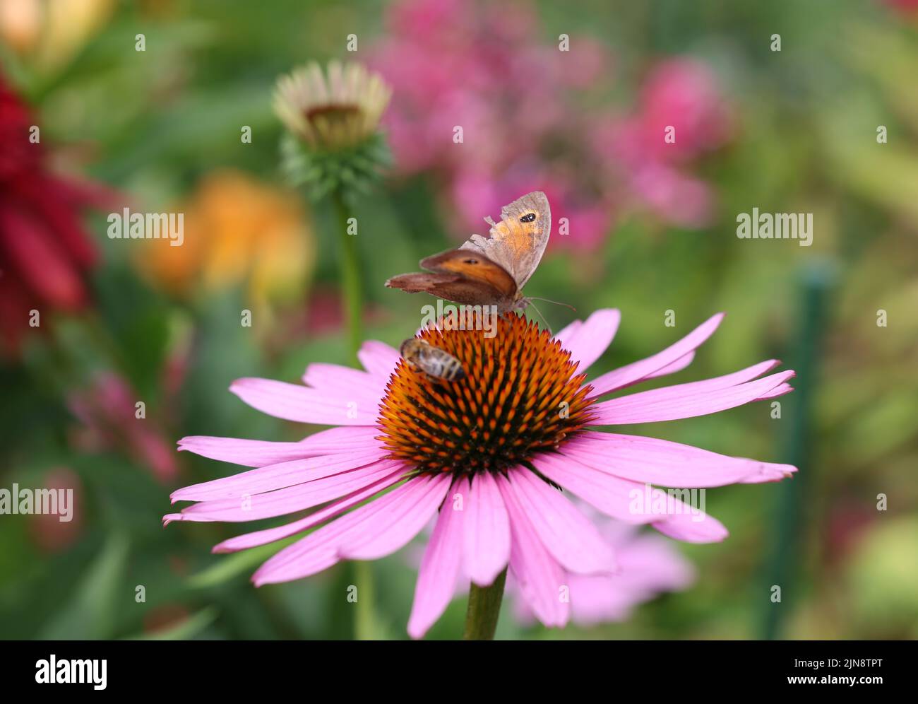 A butterfly and a bee while working on the flowers of Echinacea Stock Photo