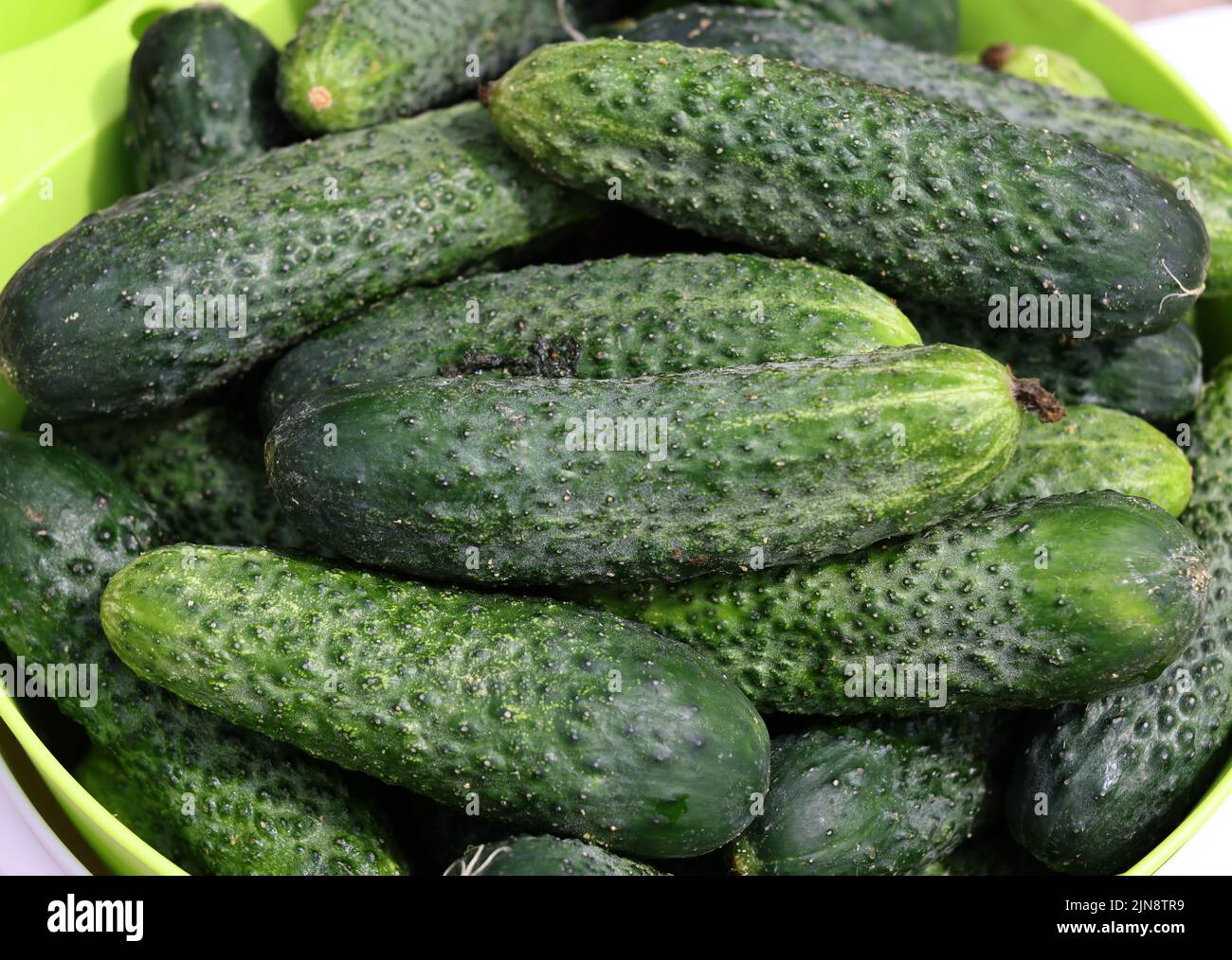 a lot of young cucumbers as background Stock Photo