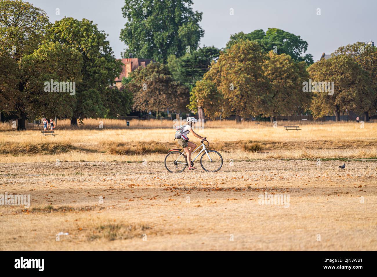 Wimbledon London, UK. 10 August 2022  .  Cyclist riding through parched Wimbledon Common, south west London. The Met Office has issued an amber extreme heat warning for southern and central England and parts of Wales from Thursday until Sunday as temperatures are expected to reach up to 35C in some parts of the country Credit. amer ghazzal/Alamy Live News Stock Photo