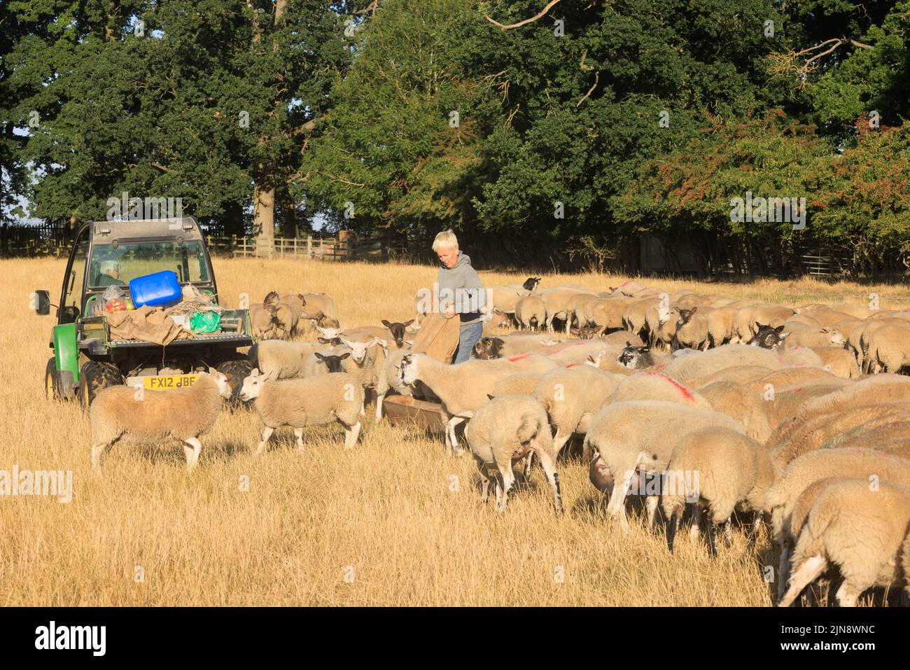 Uffington, Lincolnshire, UK. 10th August 2022 Uffington Lincolnshire a farmer having to feed ewes and lambs as the currant drought has left the farm without enough grass to feed the stock. Credit: Tim Scrivener/Alamy Live News Stock Photo
