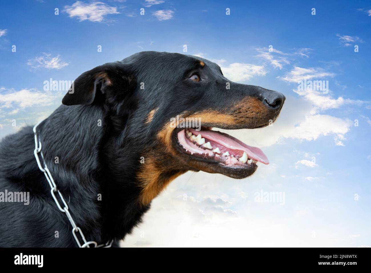 sheepdog from Beauce training in the nature for security Stock Photo