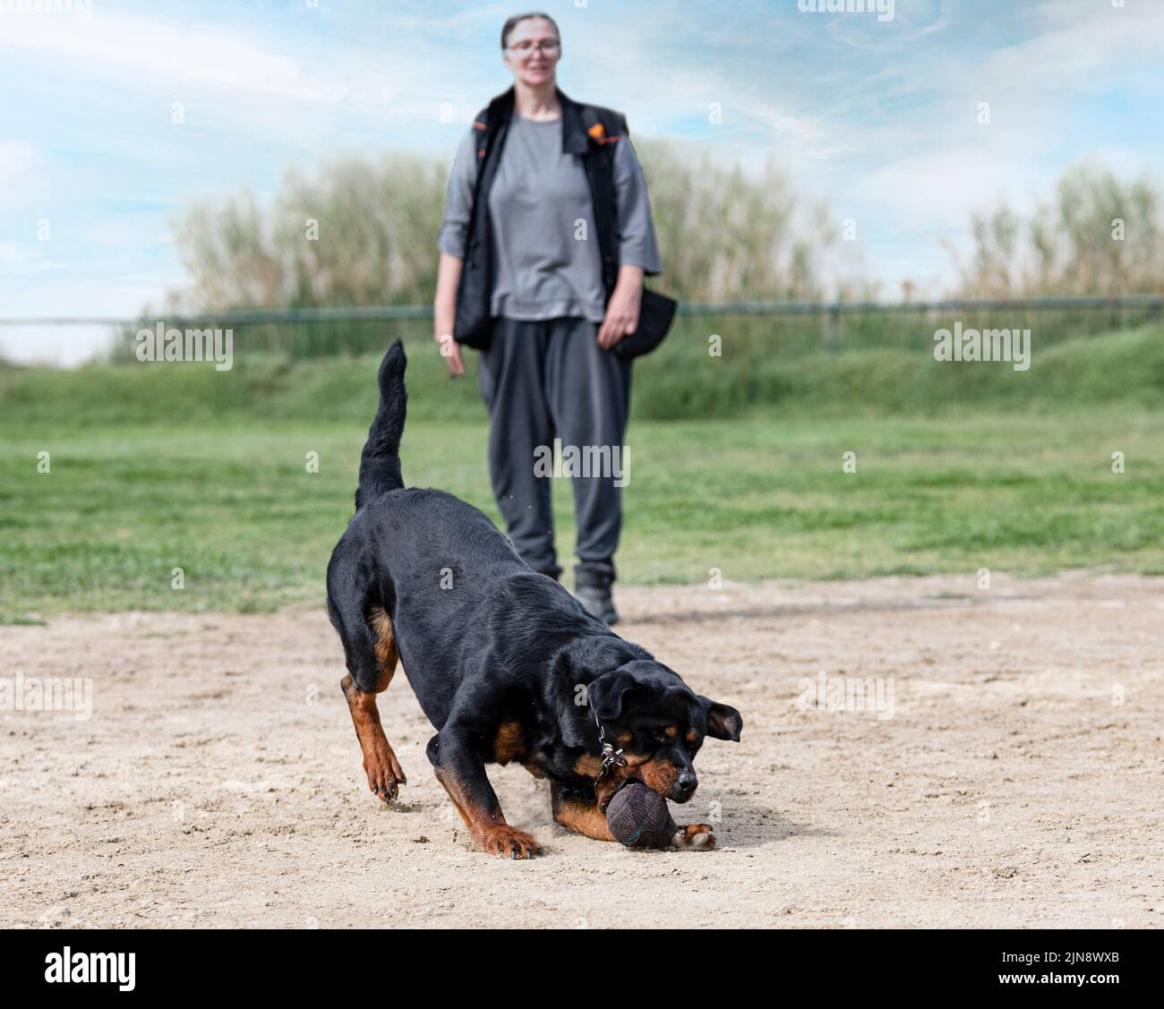 young rottweiler training in the nature for security to catching an object Stock Photo