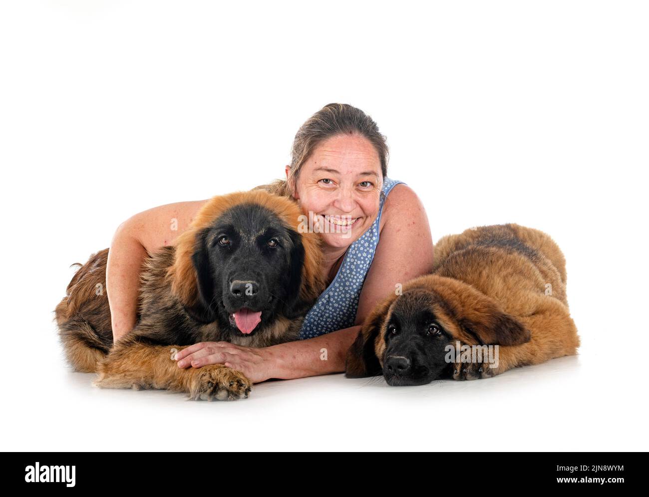 puppies Leonberger and owner in front of white background Stock Photo