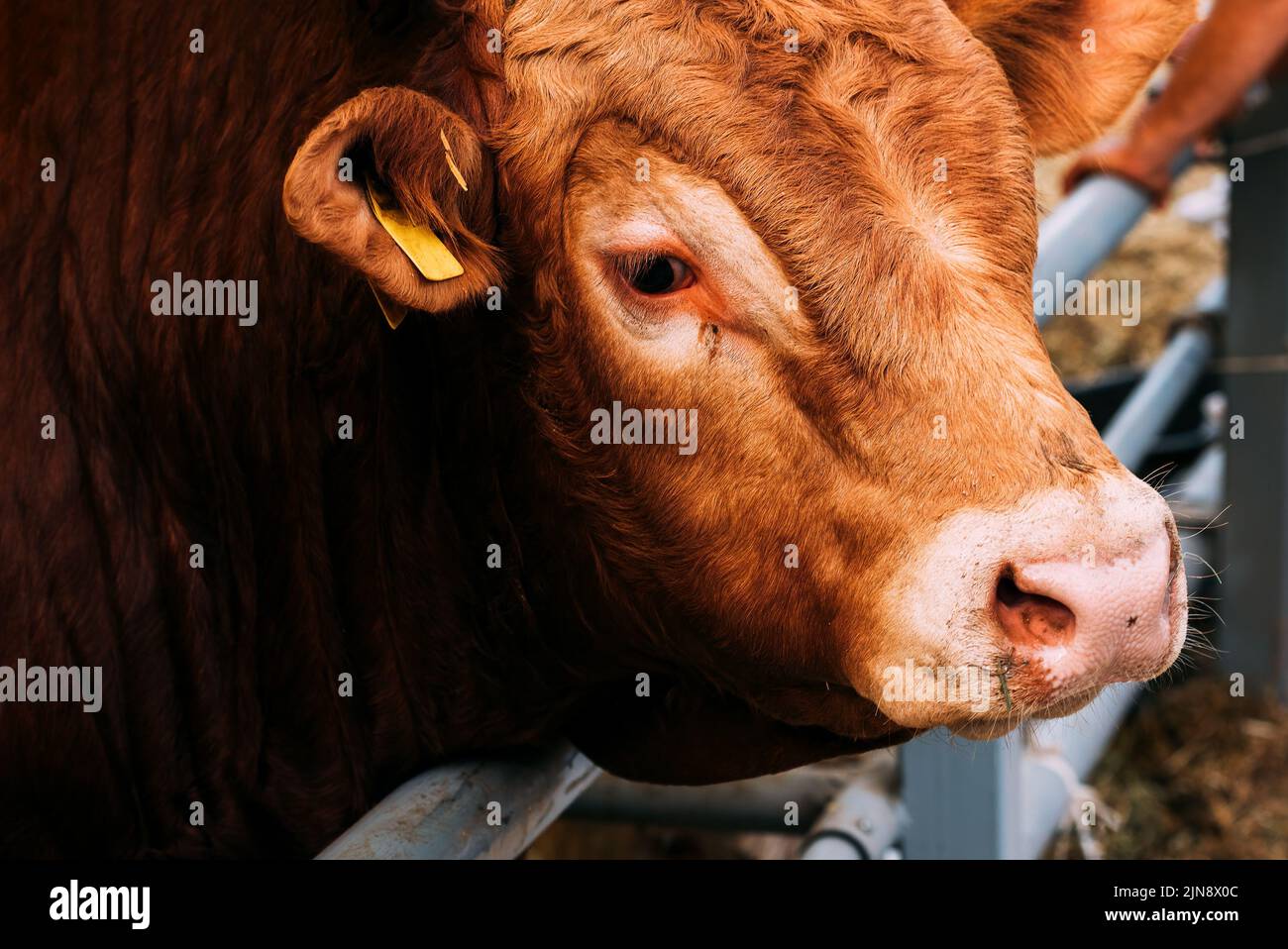 Closeup portrait of limousin bull looking at camera Stock Photo