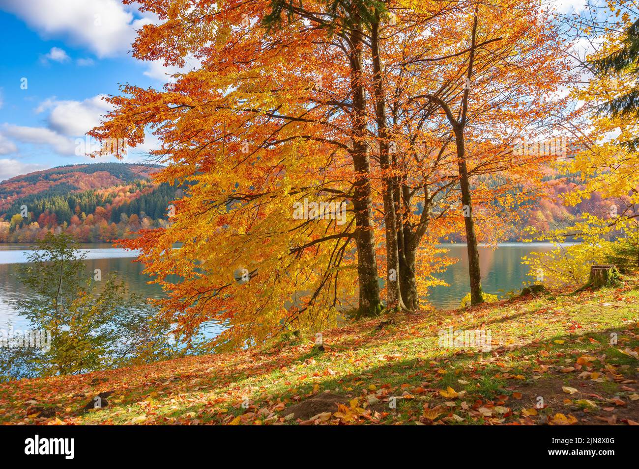 countryside scenery at the lake in autumn. forest in fall colors on the shore covered in fallen foliage. wonderful mountain landscape on a sunny after Stock Photo