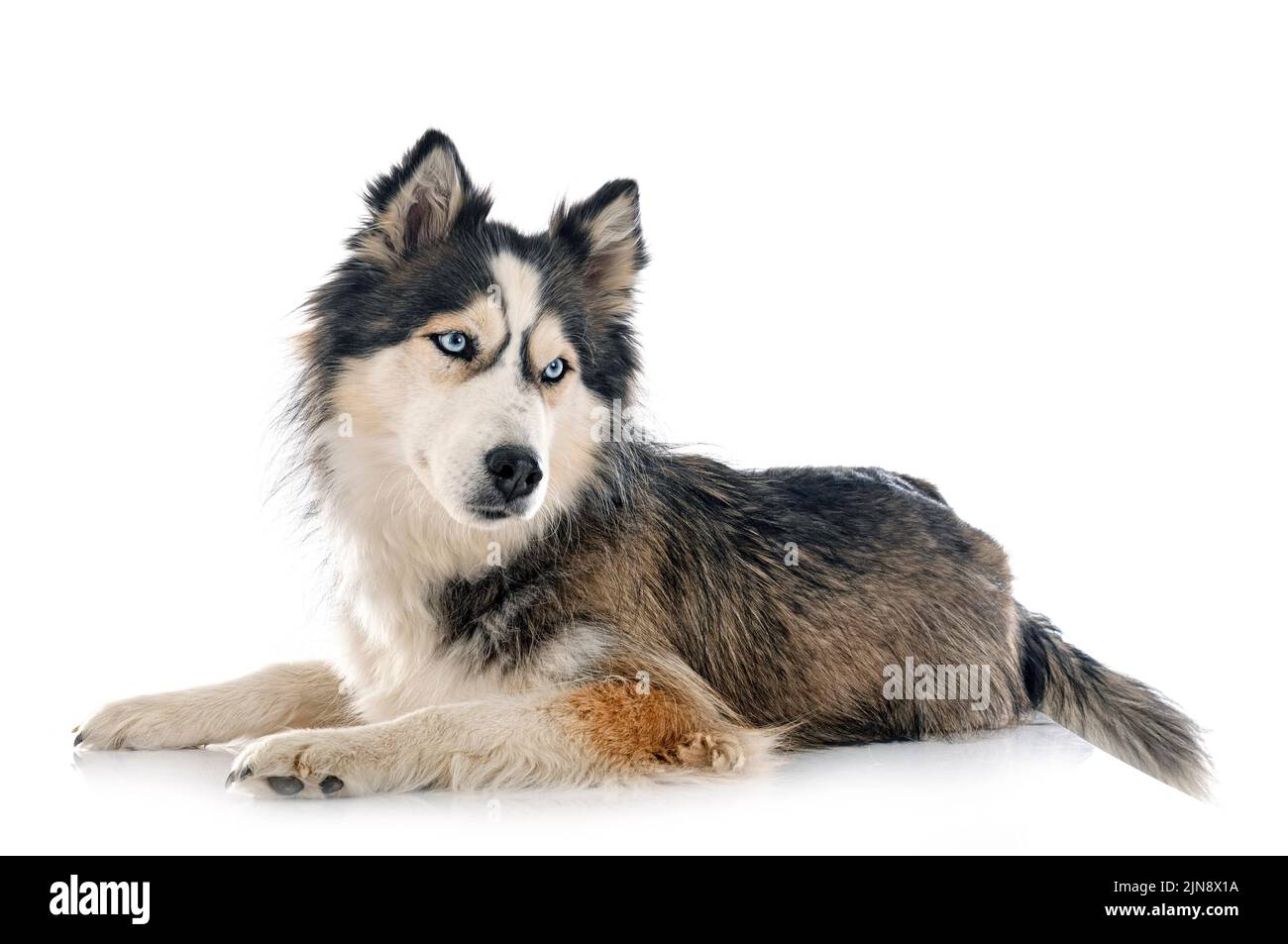siberian husky in front of white background Stock Photo