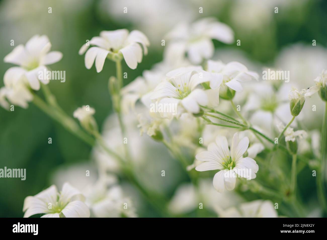 Cerastium tomentosum (snow-in-summer), herbaceous flowering plant, selective focus Stock Photo