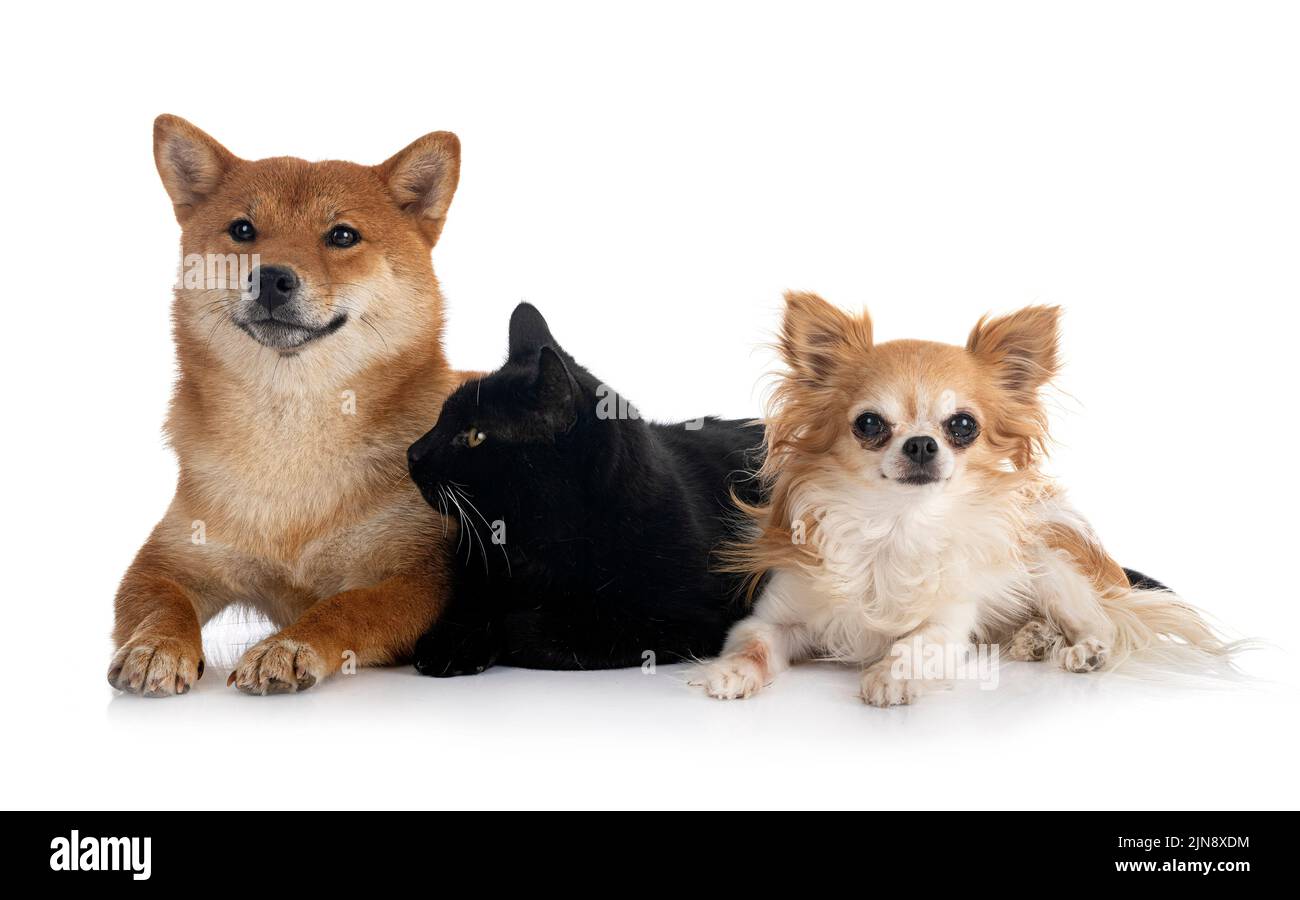 shiba inu, cat and chihuahua in front of white background Stock Photo
