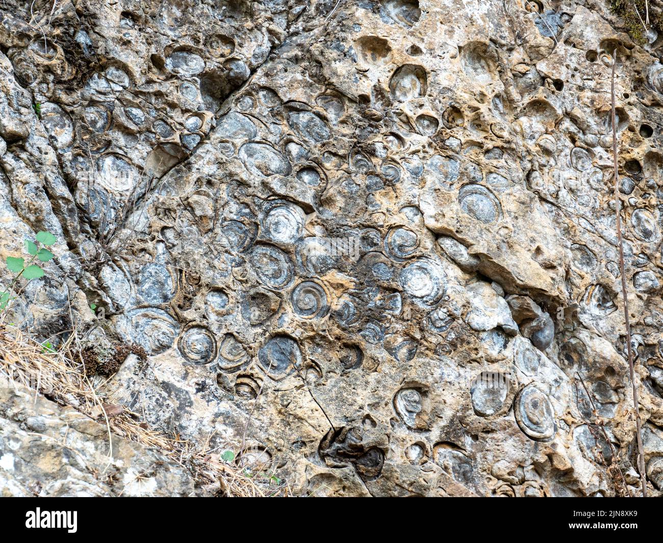 petrified fossils represent more 35 species of mollusk known as Snail hill in Nemesi village, in Romania Stock Photo