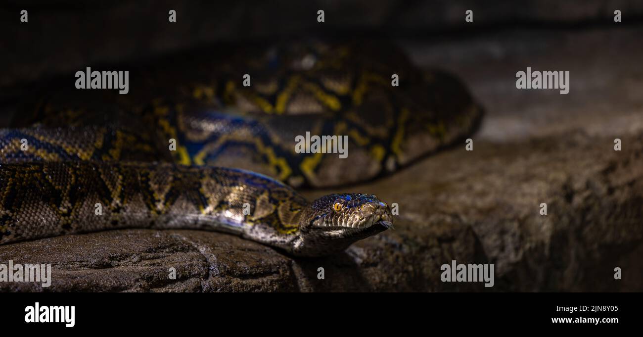 Ground snake python hi-res stock photography and images - Alamy