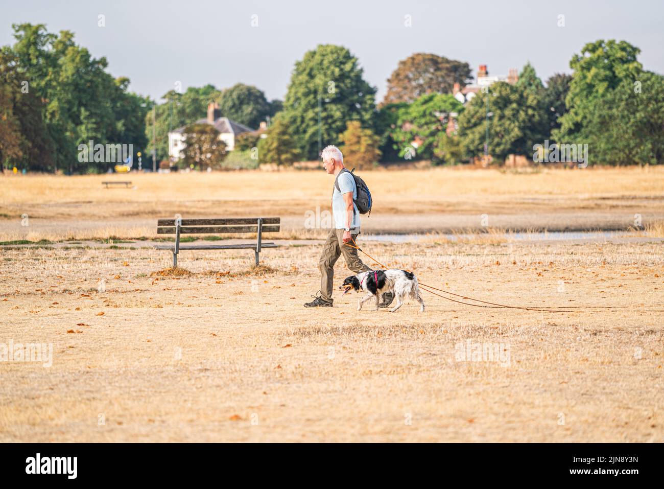 WImbledon London, UK. 10 August 2022  .  A  man n walking his dog  on a parched  Wimbledon Common this morning. The Met Office has issued an amber extreme heat warning for southern and central England and parts of Wales from Thursday until Sunday as temperatures are expected to reach up to 35C in some parts of the country Credit. amer ghazzal/Alamy Live News Stock Photo