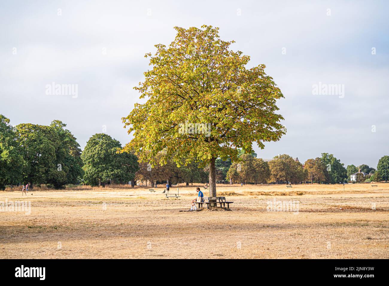 WImbledon London, UK. 10 August 2022  .  A  man relaxing under a tree surrounded by a parched  Wimbledon Common this morning. The Met Office has issued an amber extreme heat warning for southern and central England and parts of Wales from Thursday until Sunday as temperatures are expected to reach up to 35C in some parts of the country Credit. amer ghazzal/Alamy Live News Stock Photo