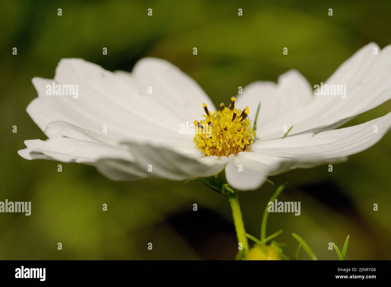 Macro of a white cosmos during summer time Stock Photo