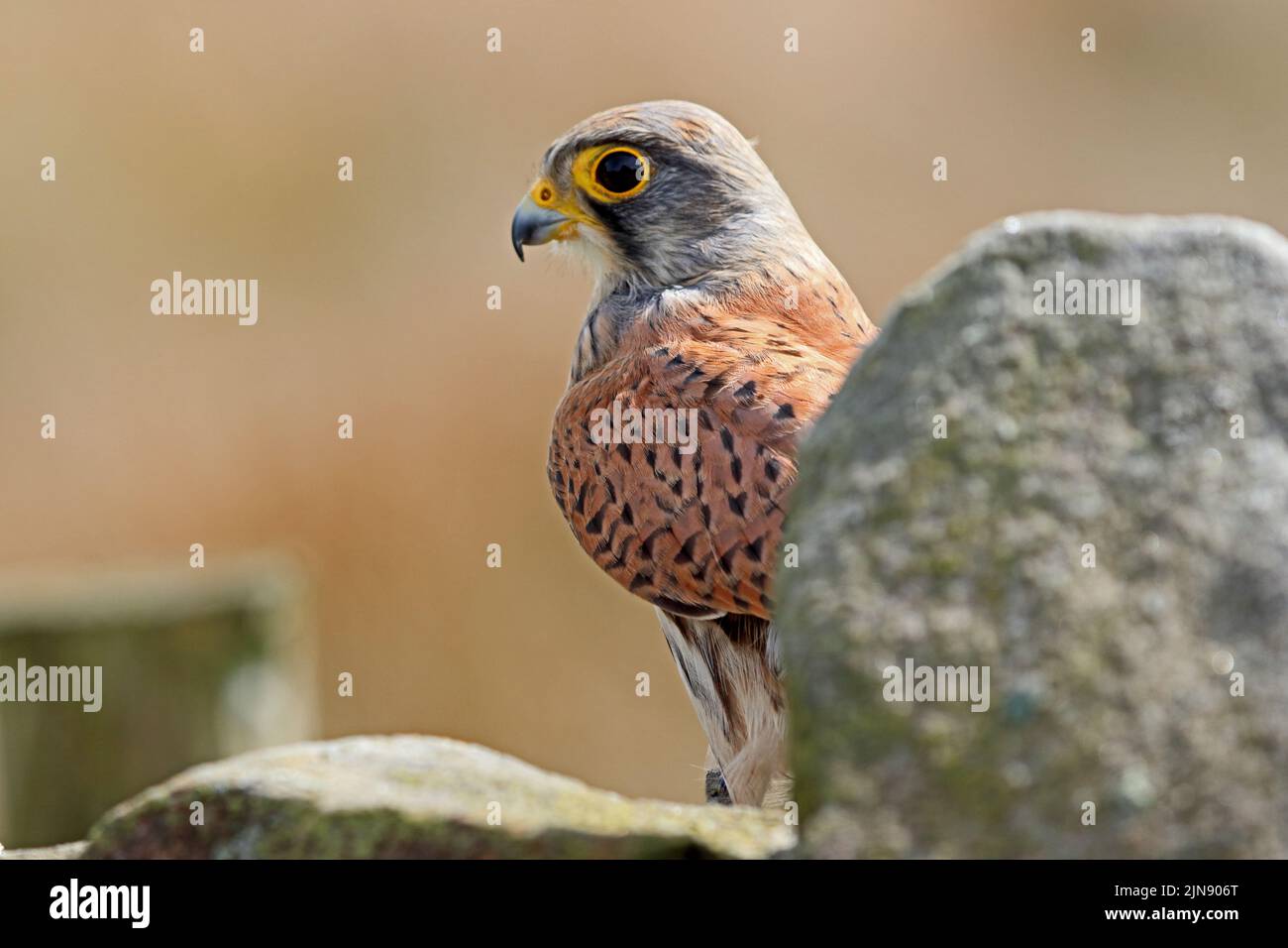 Kestrel (Falco Tinnunculus) Stock Photo