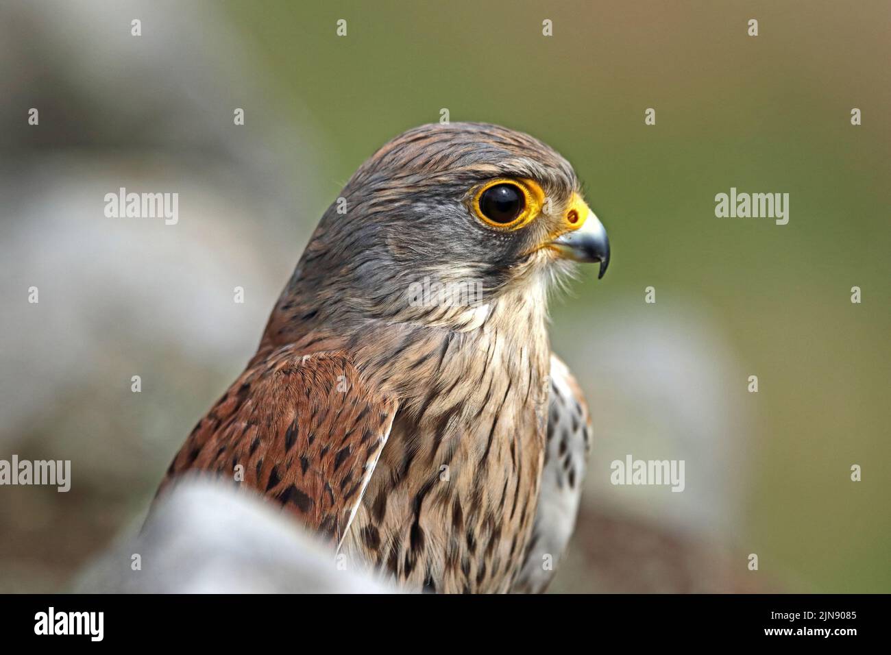 Kestrel (Falco Tinnunculus) Stock Photo