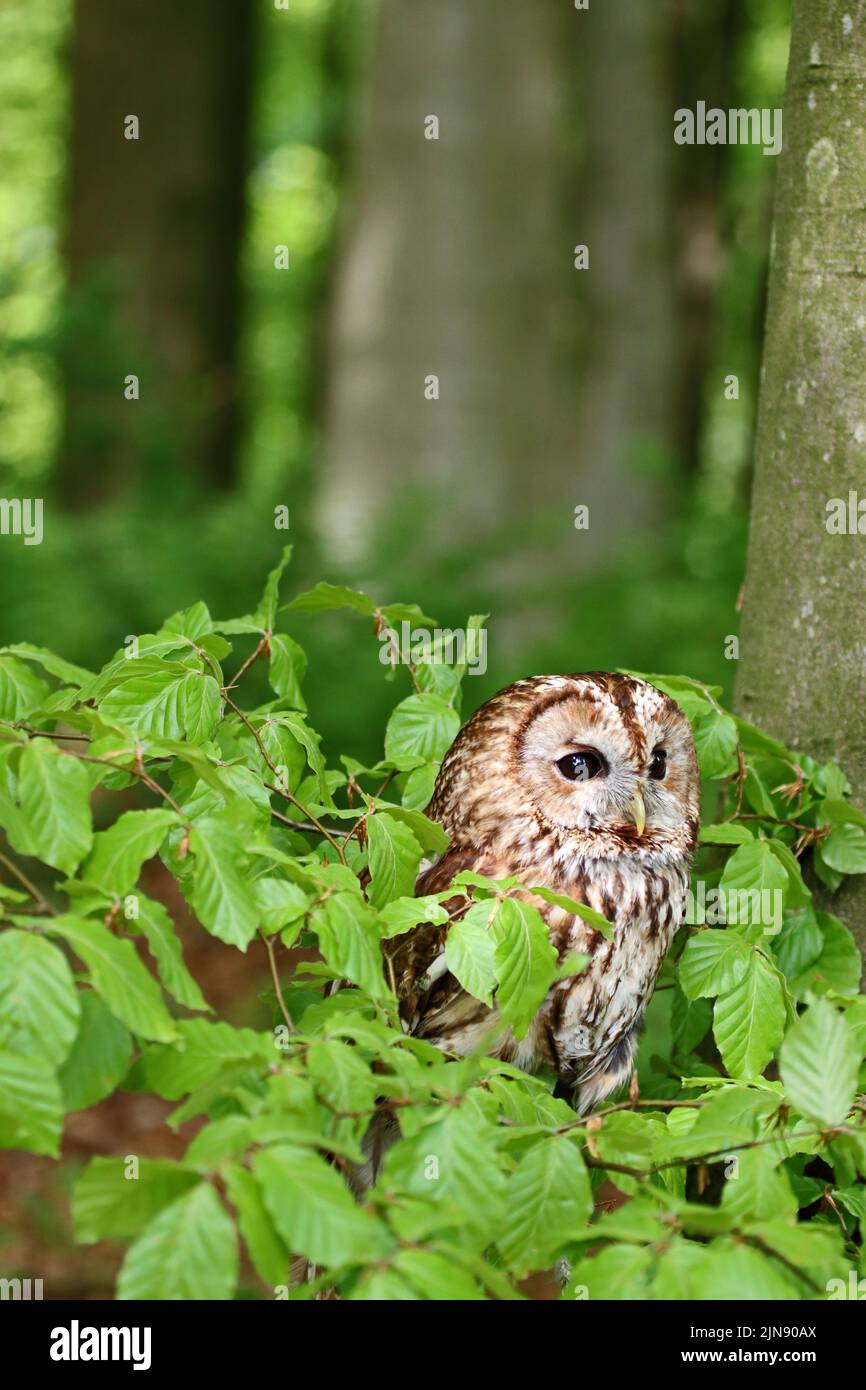Tawny Owl (Strix Aluco) perched in tree foliage Stock Photo