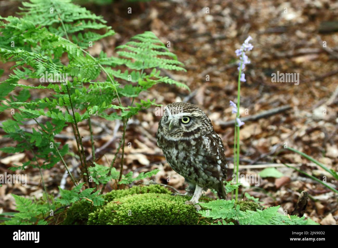 Little Owl (Athene Noctua) perched on stones on woodland floor Stock Photo