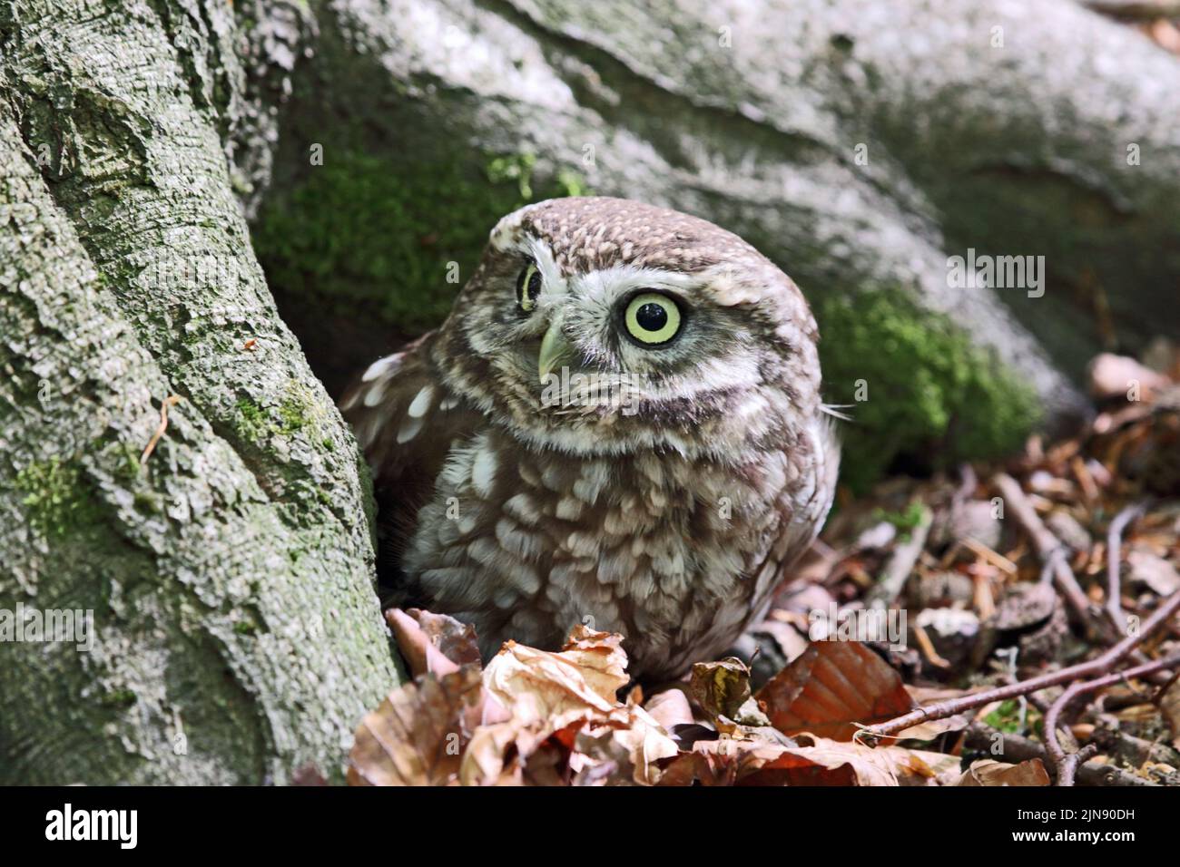 Little Owl (Athene Noctua) perched in roots of large tree Stock Photo