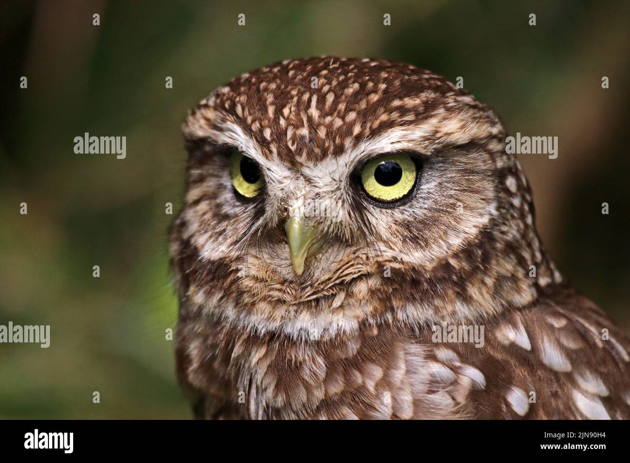Little Owl (Athene Noctua) Stock Photo