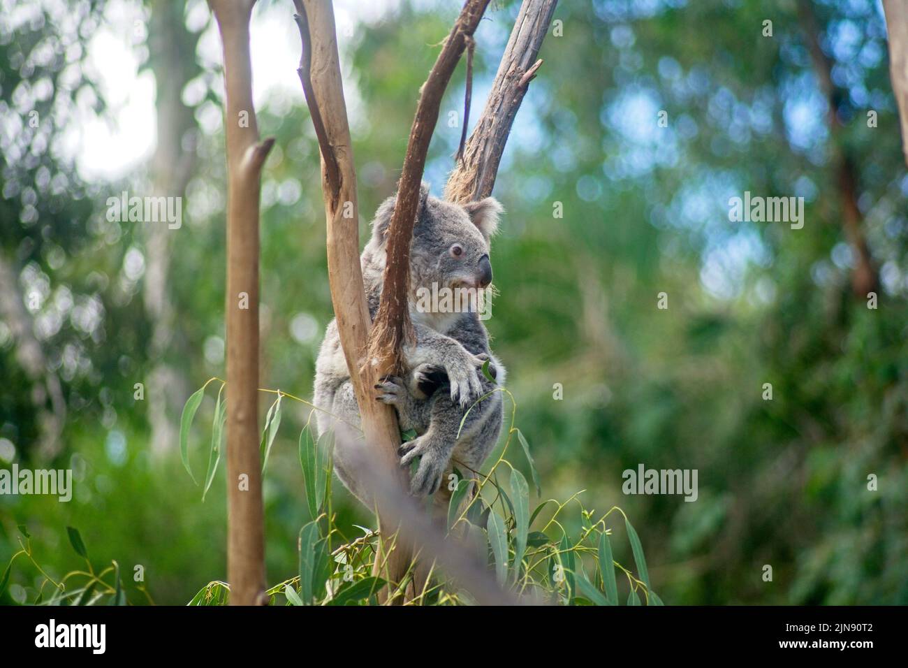 A closeup of a Koala perched on a tree branch Stock Photo