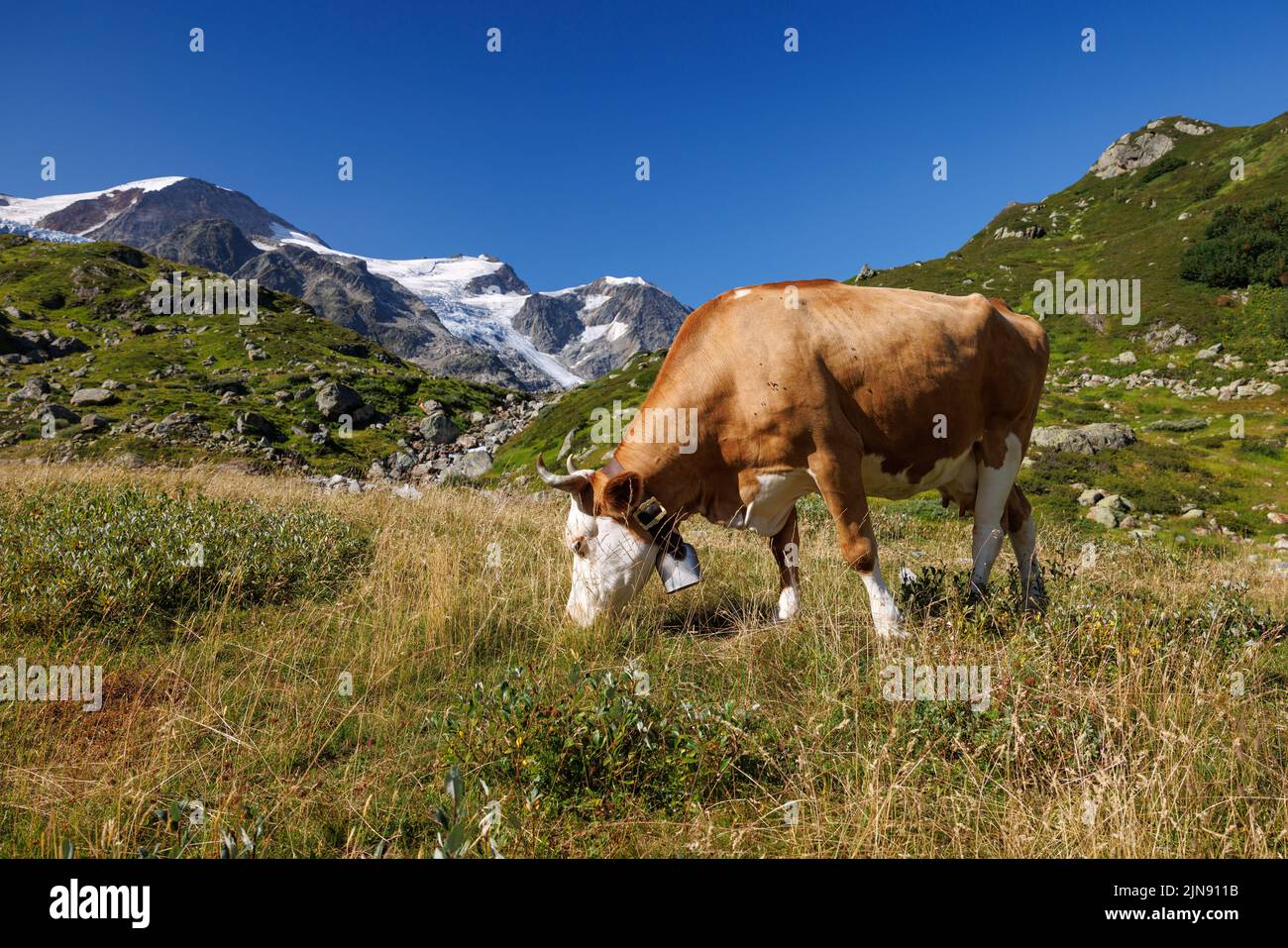 Simmental swiss cow on an alpine meadow in front of a glacier on Sustenpass Stock Photo