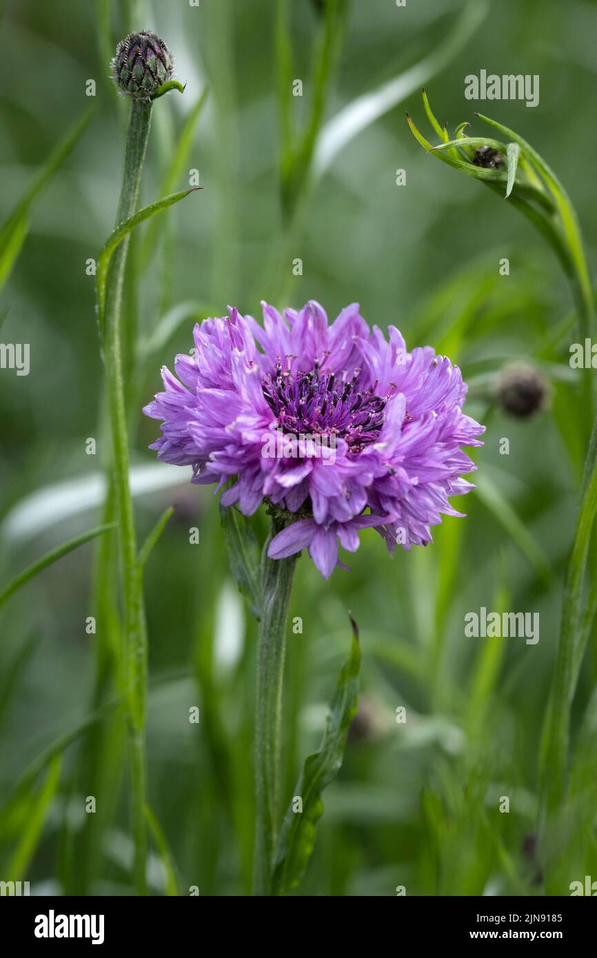 Closeup view of a delicate purple Cornflower growing in a garden in ...
