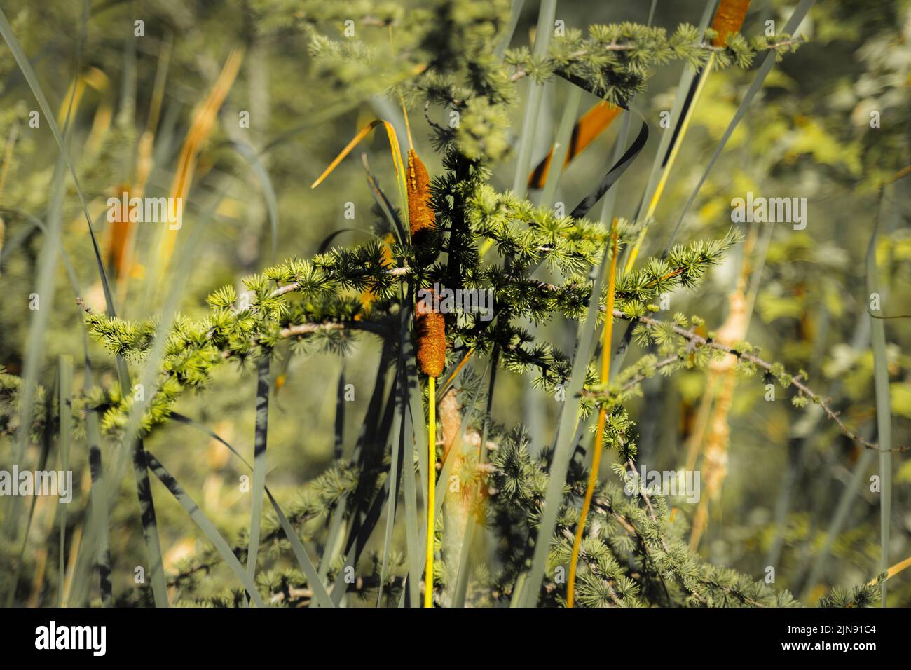 A closeup of growing Typha in field Stock Photo