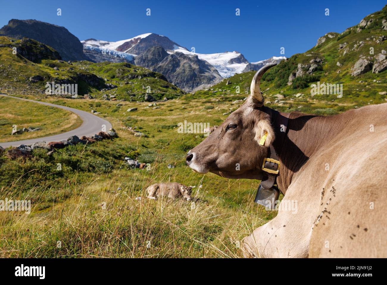 portrait of a brown swiss cow on an alpine meadow in front of a glacier Stock Photo