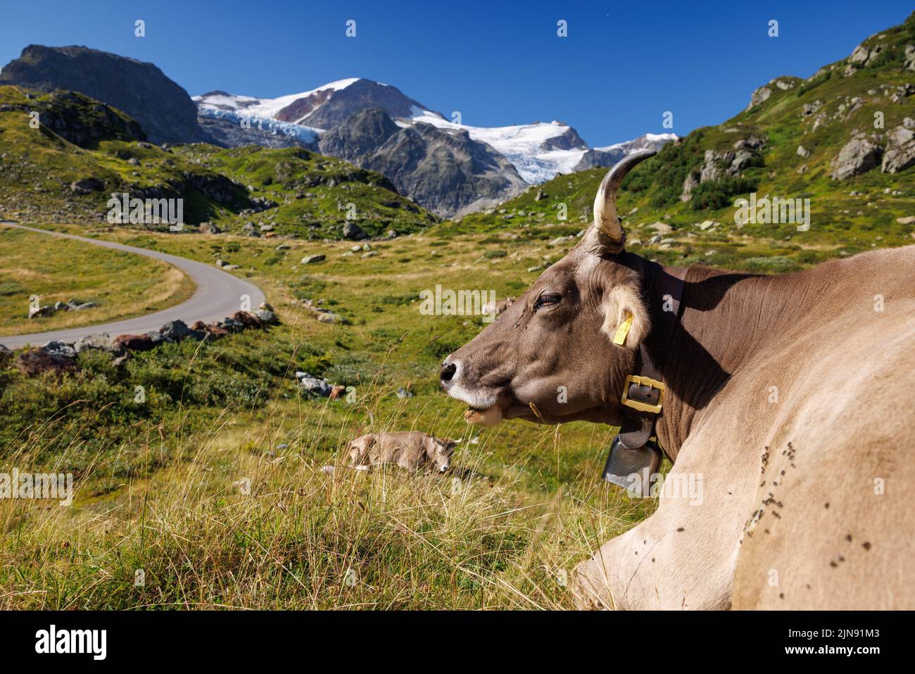 portrait of a brown swiss cow on an alpine meadow in front of a glacier Stock Photo