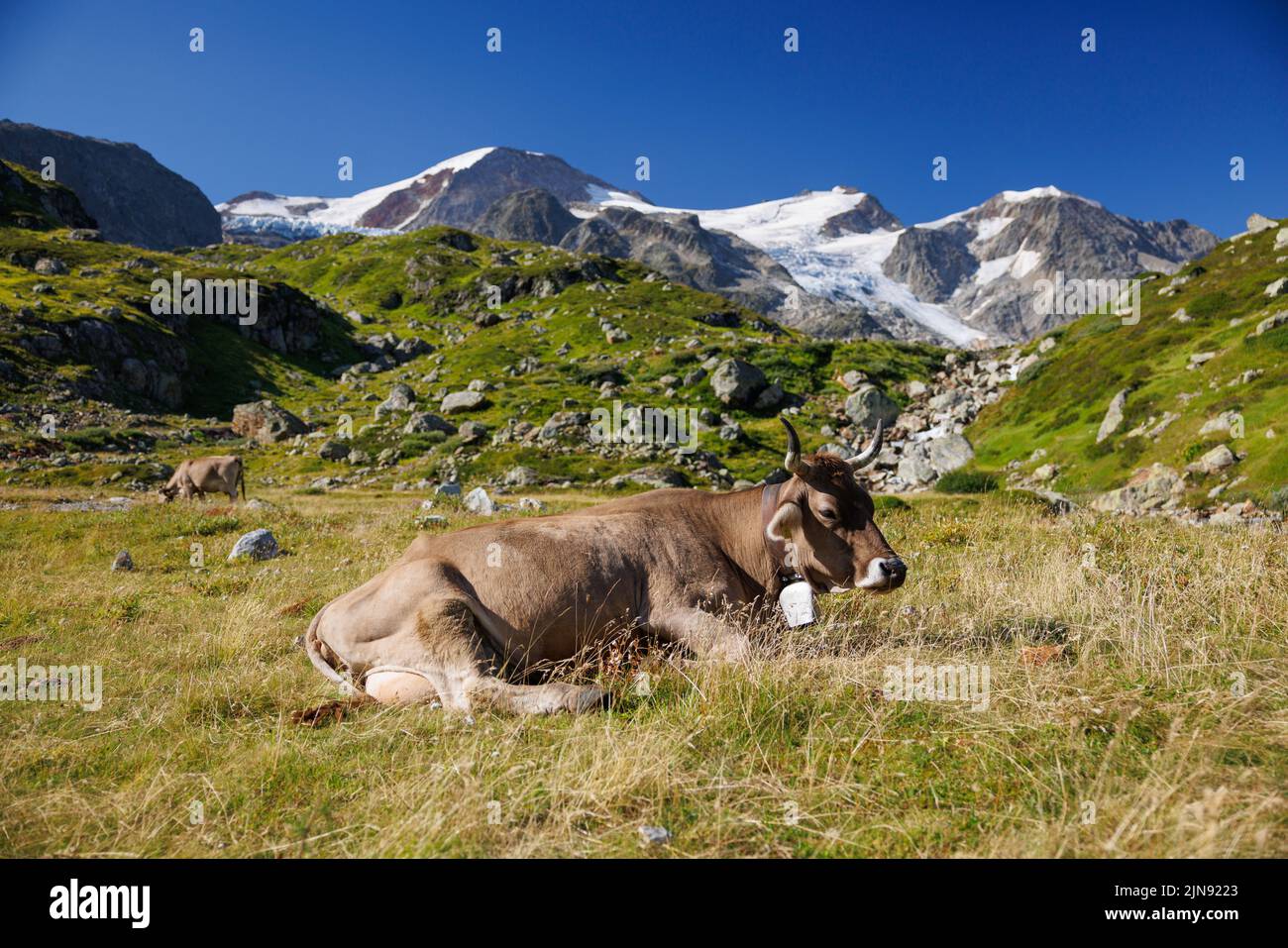 brown swiss cow on an alpine meadow in front of a glacier on Sustenpass Stock Photo