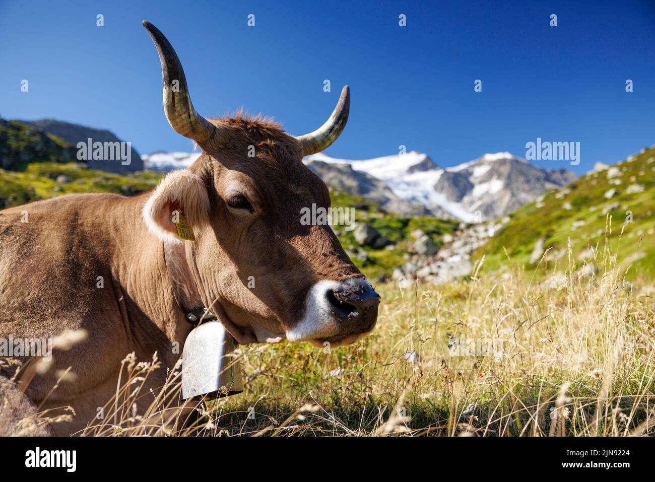 brown swiss cow on an alpine meadow in front of a glacier on Sustenpass Stock Photo