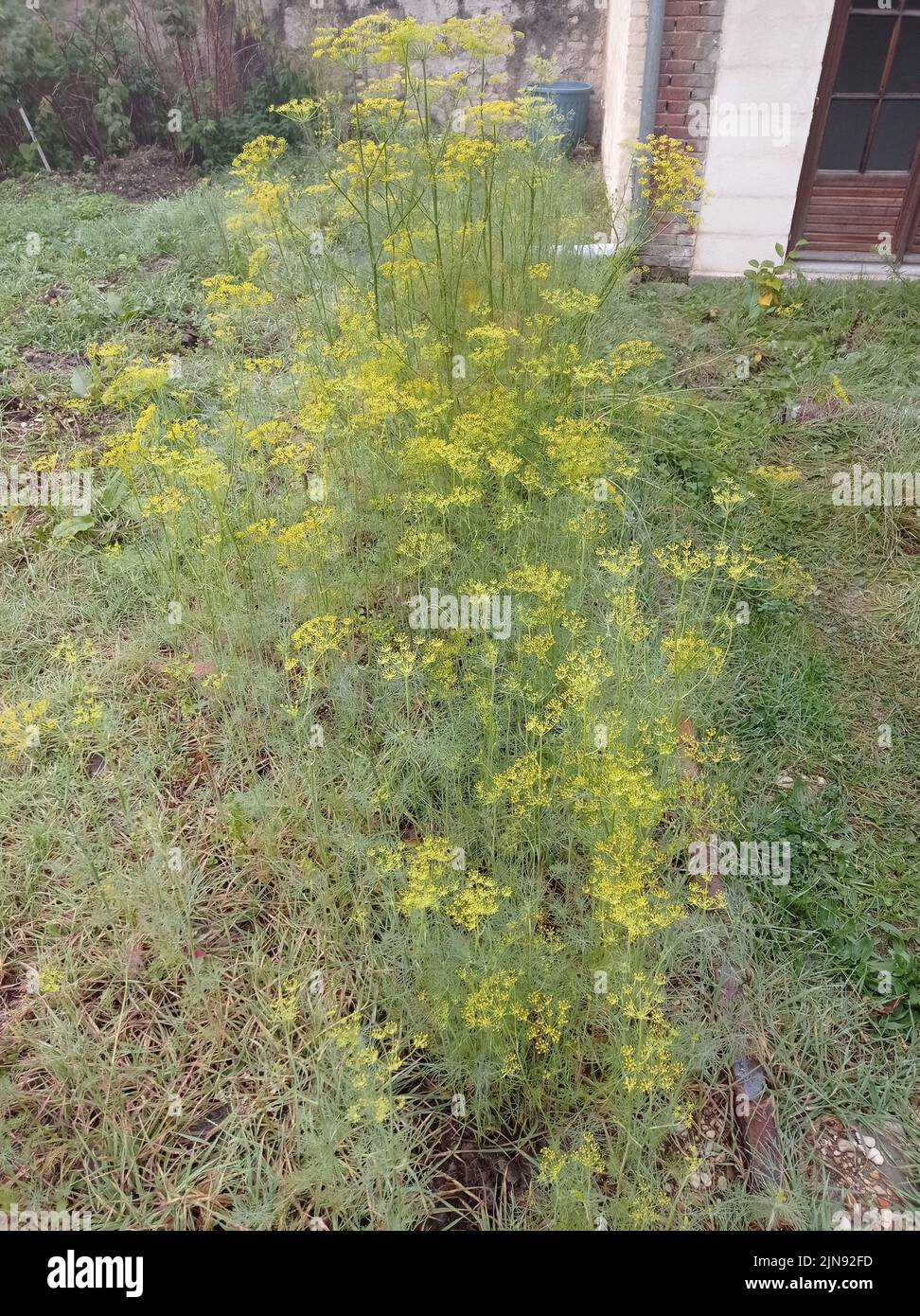 Plantation d'aneth, Bourgogne, France Stock Photo