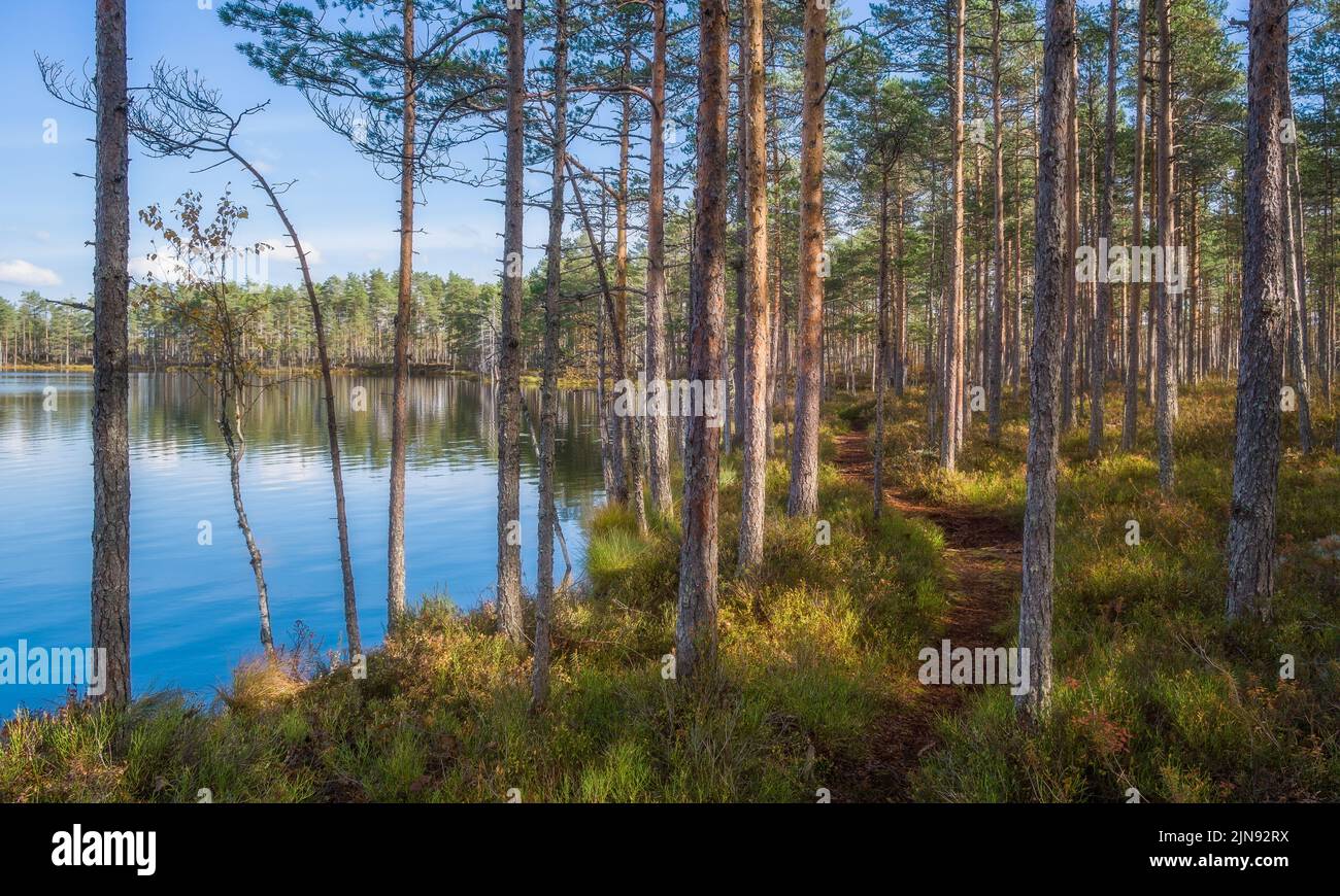 Beautiful sunny day in old forest with lake at summer Stock Photo