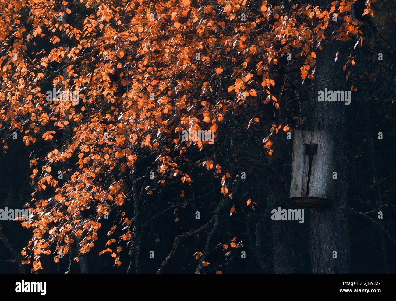 Fall colour leaves with birdhouse at autumn evening Stock Photo