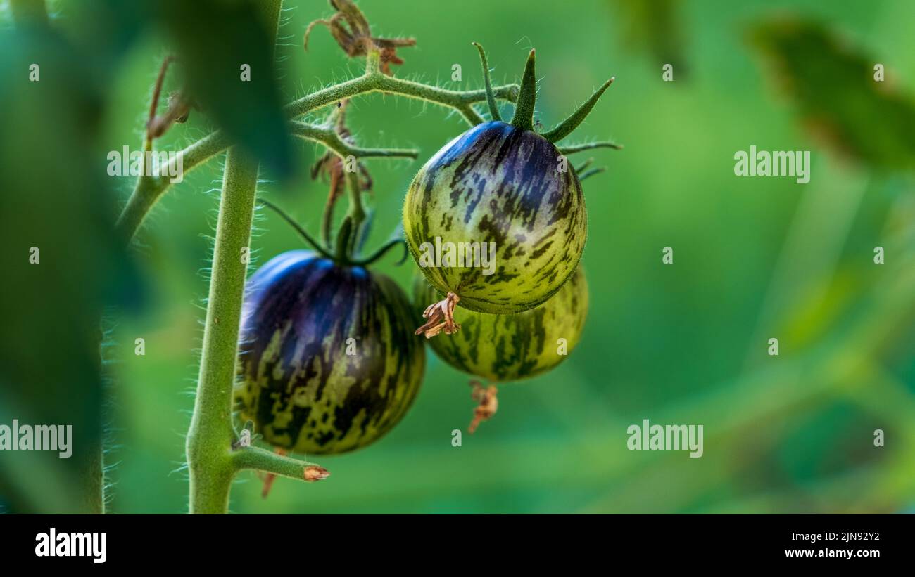 Cultivation of organic tomatoes Blue Berries. Fresh purple heirloom