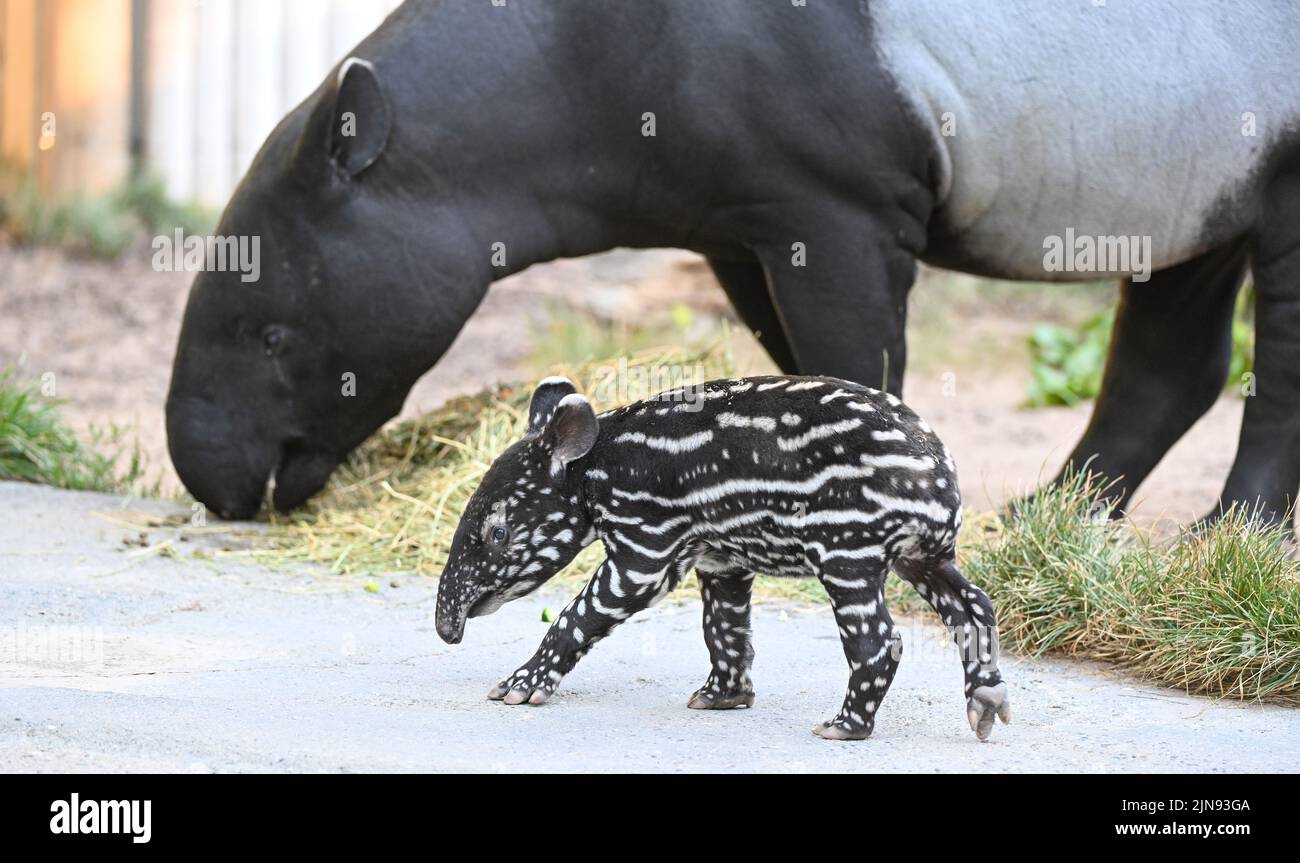 Cub next to its mother hi-res stock photography and images - Alamy