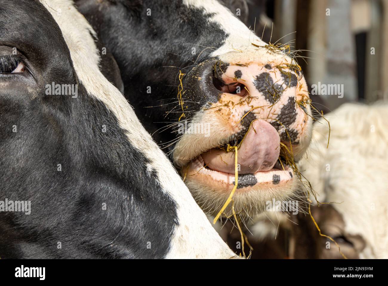 Cow Funny Face Milk Pet Cute Animals With Tongue Licking Mouth