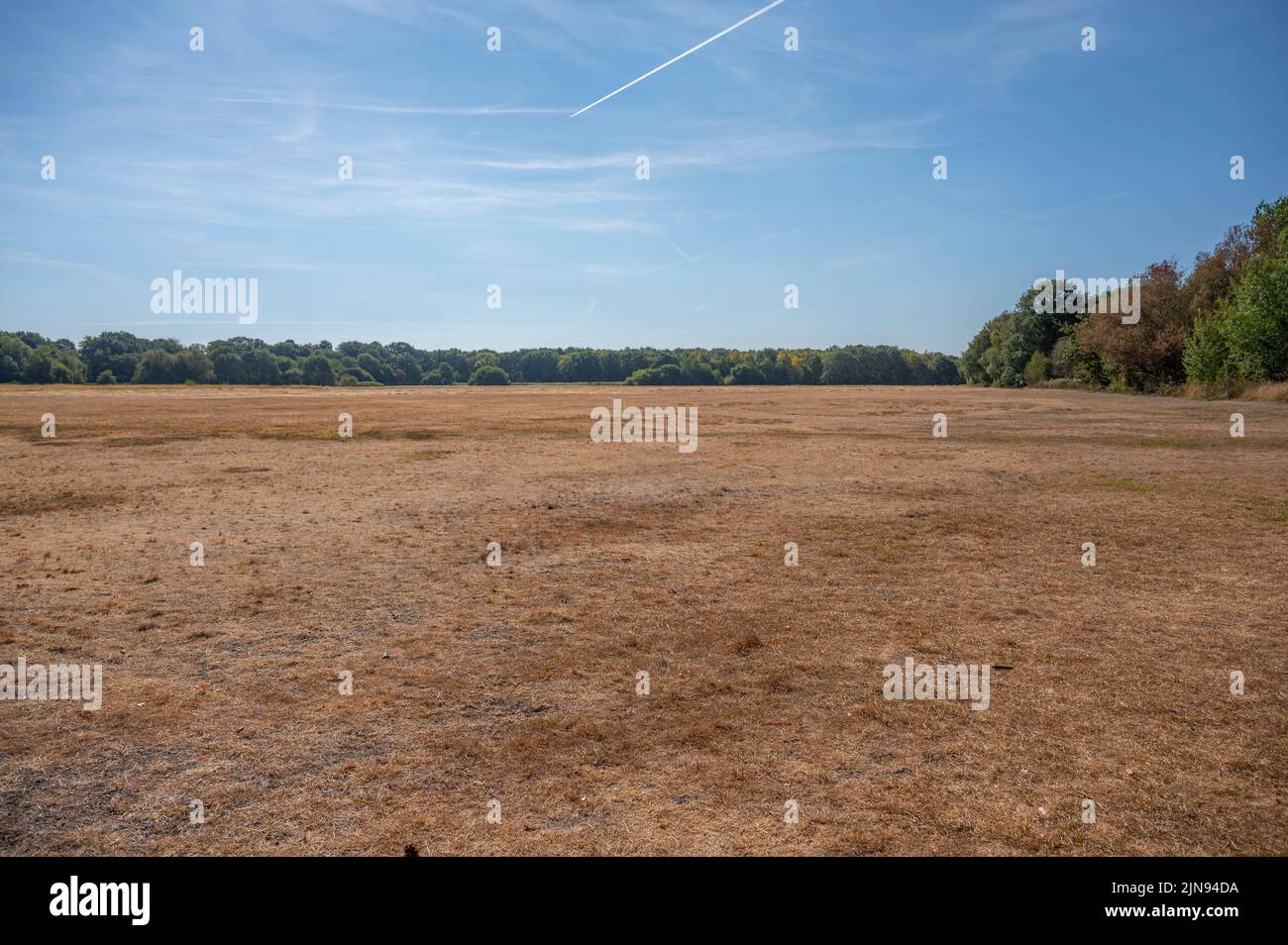 Wimbledon Common, London, UK. 10 August 2022. Grassland in Wimbledon Common is straw coloured under the hot sun. Most walkers are taking routes through the shade of trees leaving the Common very quiet. Credit: Malcolm Park/Alamy Live News Stock Photo