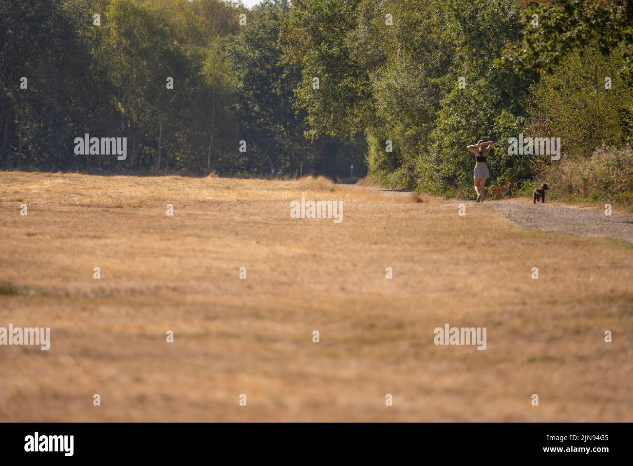 Wimbledon Common, London, UK. 10 August 2022. Grassland in Wimbledon Common is straw coloured under the hot sun. Most walkers are taking routes through the shade of trees leaving the Common very quiet. Credit: Malcolm Park/Alamy Live News Stock Photo